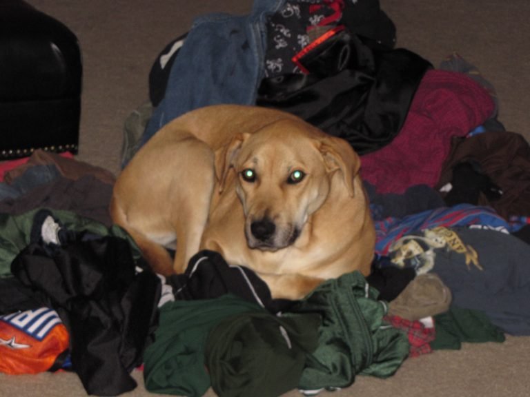 Lucy Sitting in a Pile of Clothes