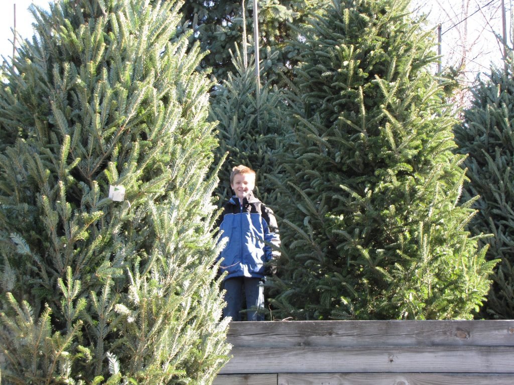 George Standing in Christmas Trees