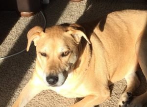 Lucy in the Sunlight